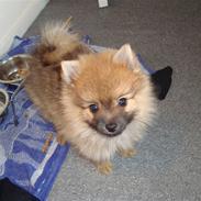 Pomeranian Theo
