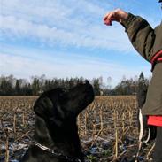 Labrador retriever Soya (Moselund's Sulbæk)