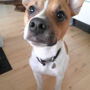 Blanding af racer Pablo