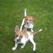 Blanding af racer Pablo