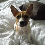 Blanding af racer Pablo