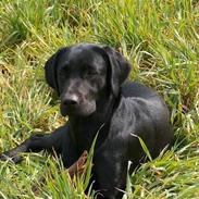 Labrador retriever Milla