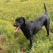 Labrador retriever Milla