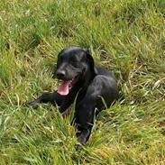 Labrador retriever Milla