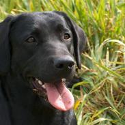 Labrador retriever Milla