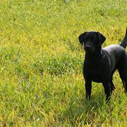 Labrador retriever Milla