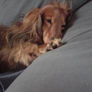 Dværggravhund løvhøjs herkules/ scooby