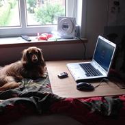 Dværggravhund løvhøjs herkules/ scooby