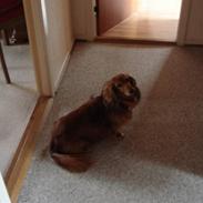 Dværggravhund løvhøjs herkules/ scooby