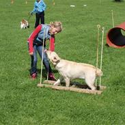 Labrador retriever dejlige Amber(min <3 <3 )