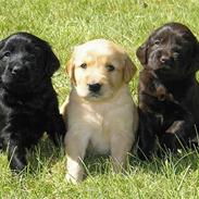 Blanding af racer Mille