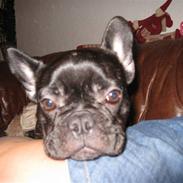 Fransk bulldog Baby