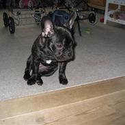Fransk bulldog Baby