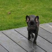 Fransk bulldog Baby