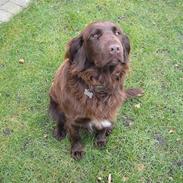 Blanding af racer Mille