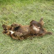 Blanding af racer Mille