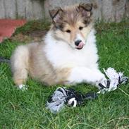 Collie langhåret Duffy