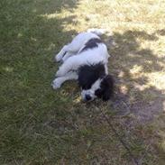 Blanding af racer panda