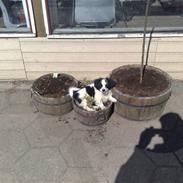 Blanding af racer panda