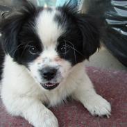 Blanding af racer panda