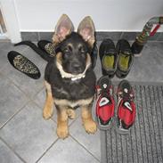 Schæferhund Kenzo