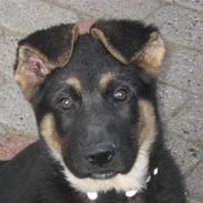 Schæferhund Kenzo