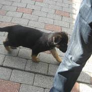 Schæferhund Kenzo