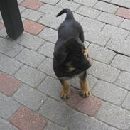 Schæferhund Kenzo