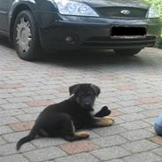 Schæferhund Kenzo