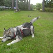 Alaskan malamute Leika