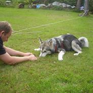 Alaskan malamute Leika