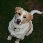 Blanding af racer Basse