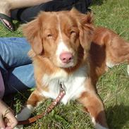 Nova scotia duck tolling retriever Leica