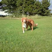 Nova scotia duck tolling retriever Leica