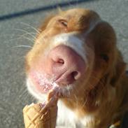 Nova scotia duck tolling retriever Leica