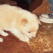 Pomeranian Chila