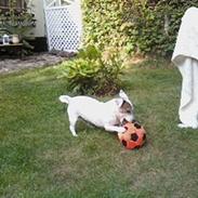 Jack russell terrier Bella<3