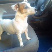 Jack russell terrier Bella<3
