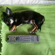 Chihuahua Milo