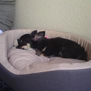 Chihuahua Milo