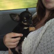 Chihuahua Milo