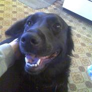 Blanding af racer Kiki