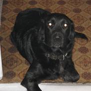 Blanding af racer Kiki