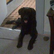 Blanding af racer Kiki