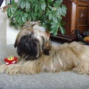Shih tzu Tiki
