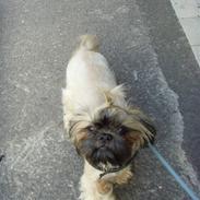 Shih tzu Tiki
