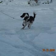 Cocker spaniel Mie