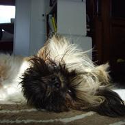 Shih tzu Tiki