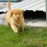 Nova scotia duck tolling retriever Mikkel