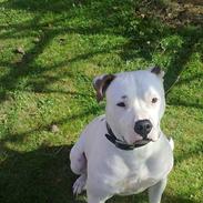 Amerikansk bulldog Freja